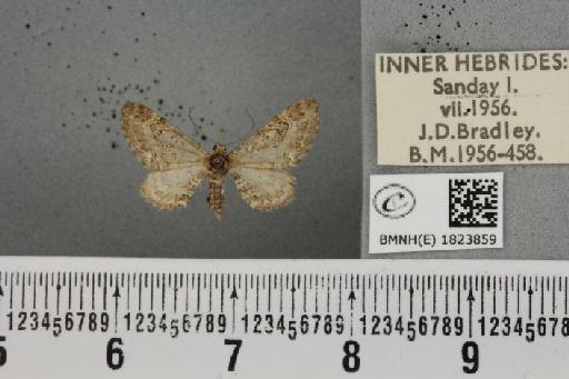 Eupithecia nanata (Hübner, 1813) - BMNHE_1823859_386586