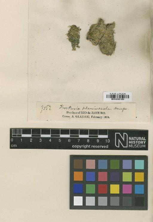 Hookeriopsis planiuscula (Hampe) A.Jaeger - BM000961950_a