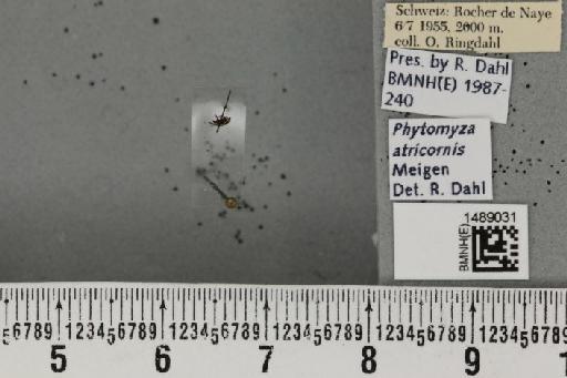 Chromatomyia atricornis (Meigen, 1838) - BMNHE_1489031_53390