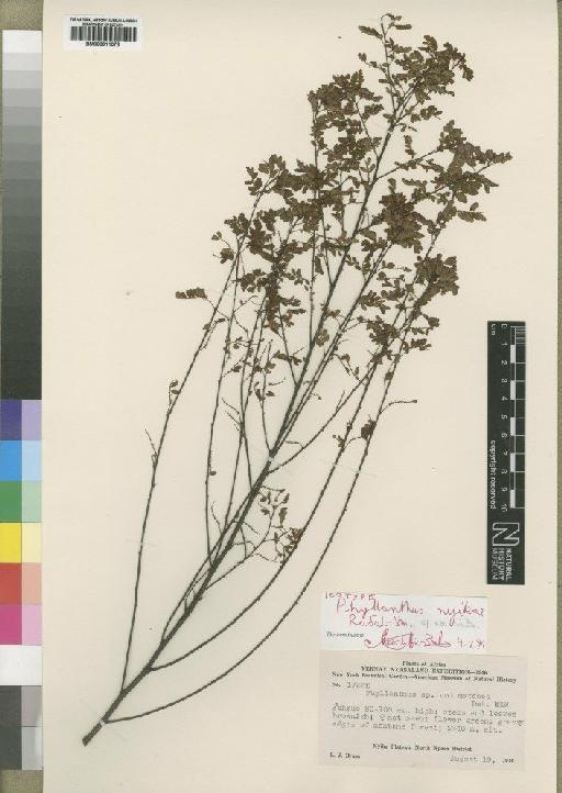 Phyllanthus nyikae Radcl.-Sm. - BM000911078