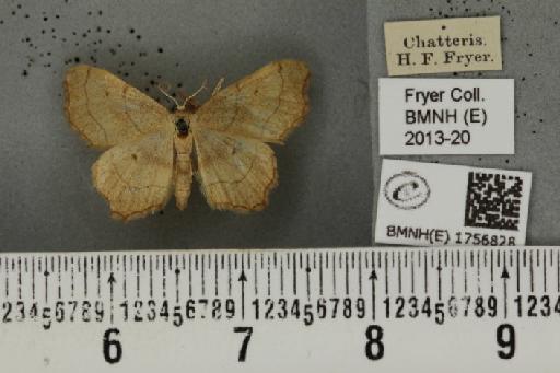 Idaea emarginata (Linnaeus, 1758) - BMNHE_1756828_321892