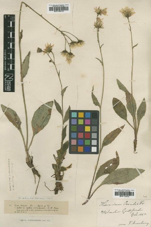 Hieracium onosmoides subsp. oreades (Fr.) Murr & Zahn - BM001050753