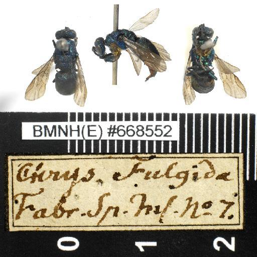 Chrysis fulgida Linnaeus, 1761 - Chrysis_fulgida-BMNH(E)#668552-habiti