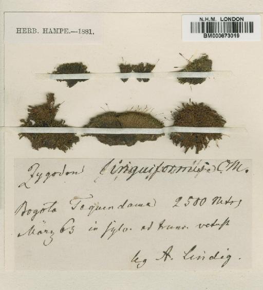 Bryomaltaea obtusifolia (Hook.) Goffinet - BM000873019