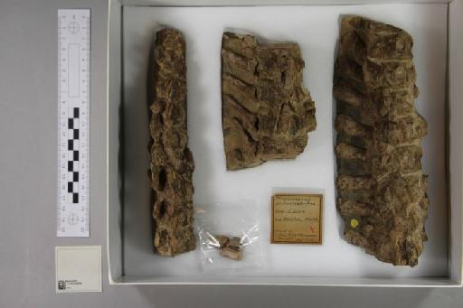 Plesiosaurus macrocephalus Owen, 1838 - 010024908_L010221596