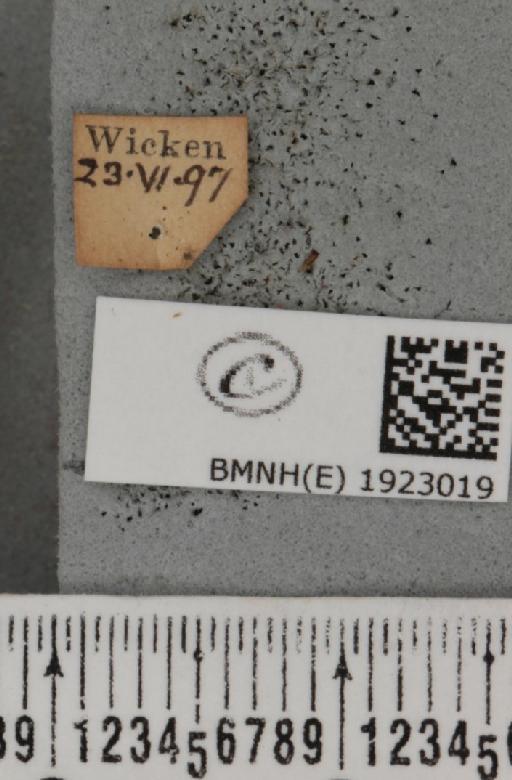 Ematurga atomaria (Linnaeus, 1758) - BMNHE_1923019_label_487599