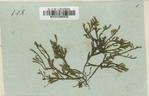 Schoenobryum concavifolium (Griff.) Gangulee - BM000986502