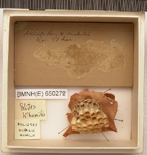 Polistes humilis (Fabricius, 1781) - Hymenoptera Nest BMNH(E) 650272