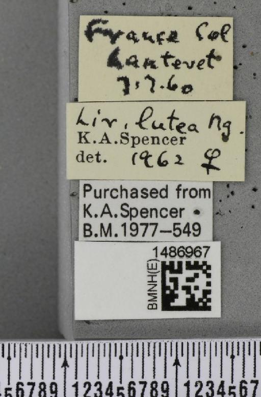 Liriomyza lutea (Meigen, 1830) - BMNHE_1486967_label_50570
