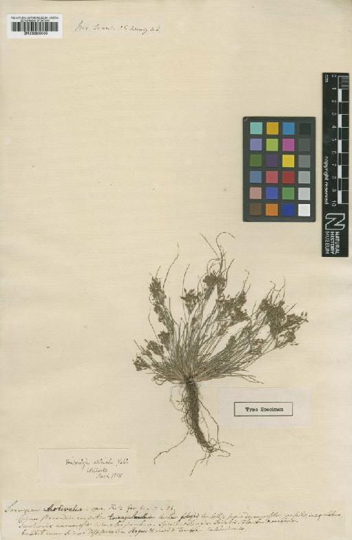 Fimbristylis aestivalis (Retz.) Vahl - BM000959063