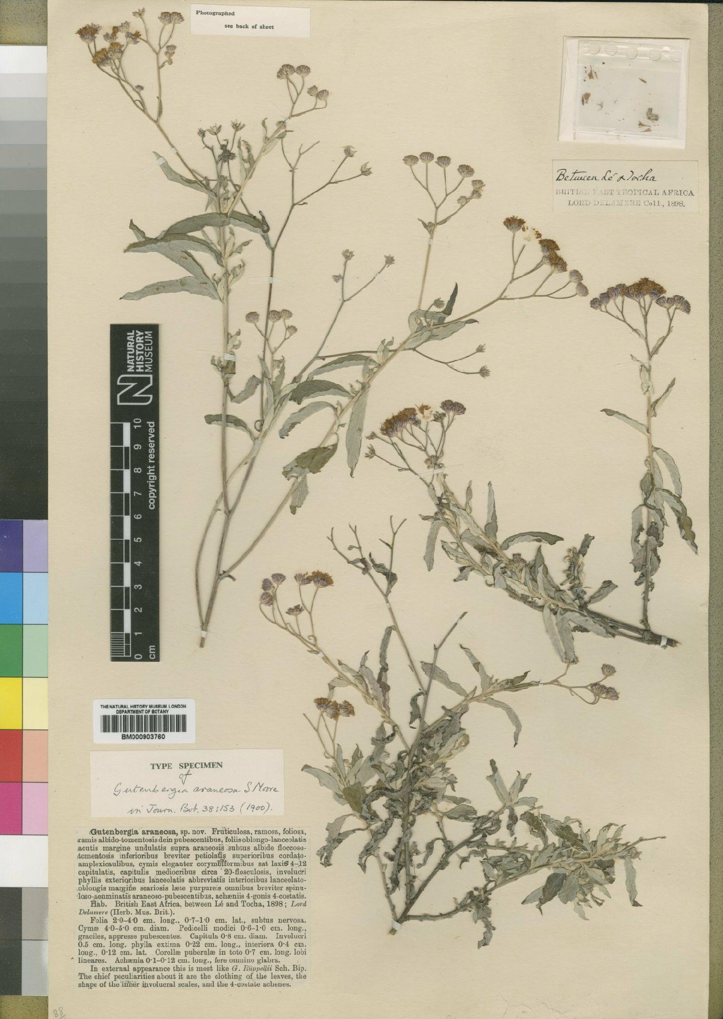 To NHMUK collection (Gutenbergia araneosa Moore; Type; NHMUK:ecatalogue:4528817)
