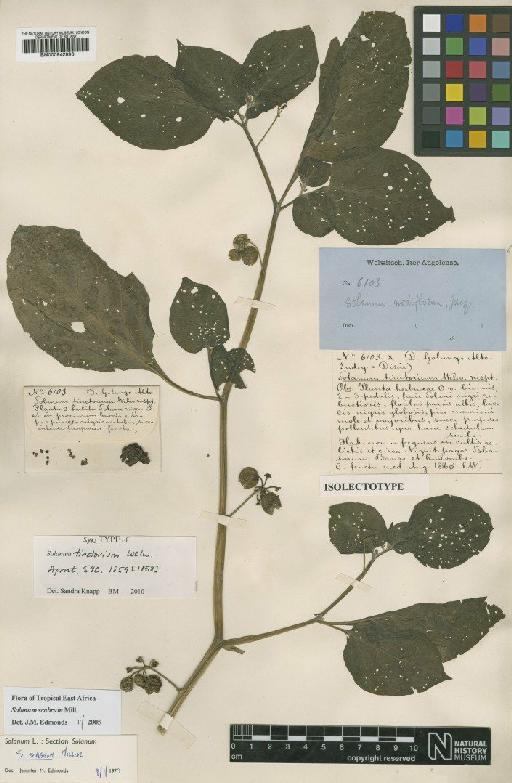 Solanum scabrum Mill. - BM000942996