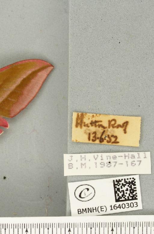 Deilephila elpenor (Linnaeus, 1758) - BMNHE_1640303_label_206426