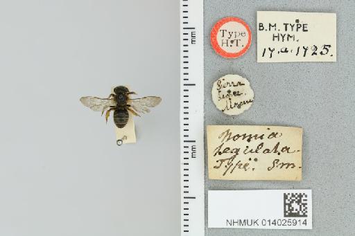 Pseudapis (Pachynomia) tegulata (Smith, F., 1875) - 014025914_839193_612087-