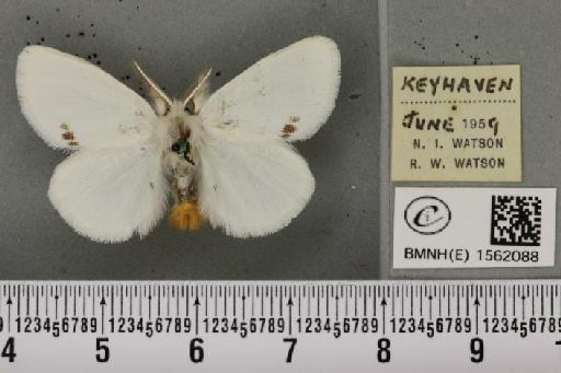 Euproctis similis (Fuessly, 1775) - BMNHE_1562088_254124