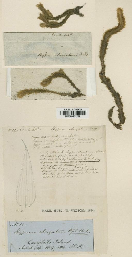 Breutelia elongata (Hook.f. & Wilson) Mitt. - BM000851269