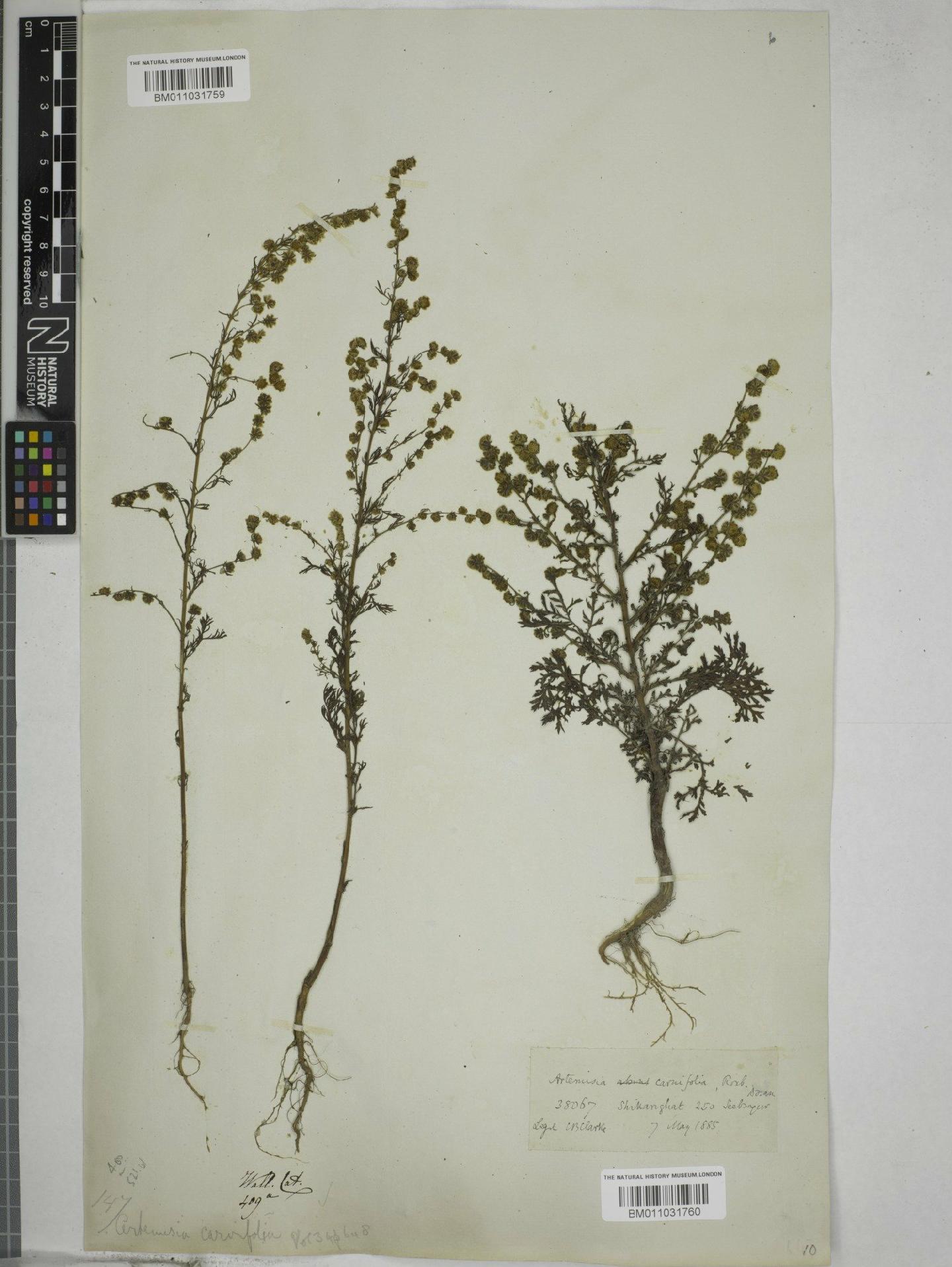 To NHMUK collection (Artemisia carvifolia Buch.-Ham. ex Roxb.; NHMUK:ecatalogue:9155436)