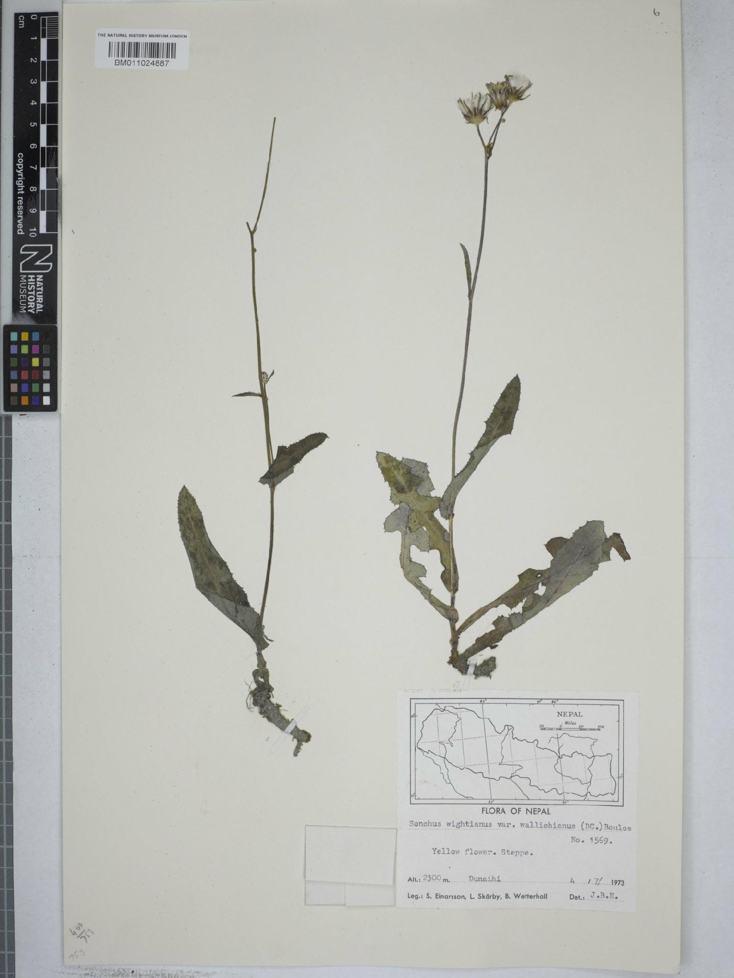 To NHMUK collection (Sonchus wightianus subsp. wallichianus (DC.) Boulos; NHMUK:ecatalogue:9153593)