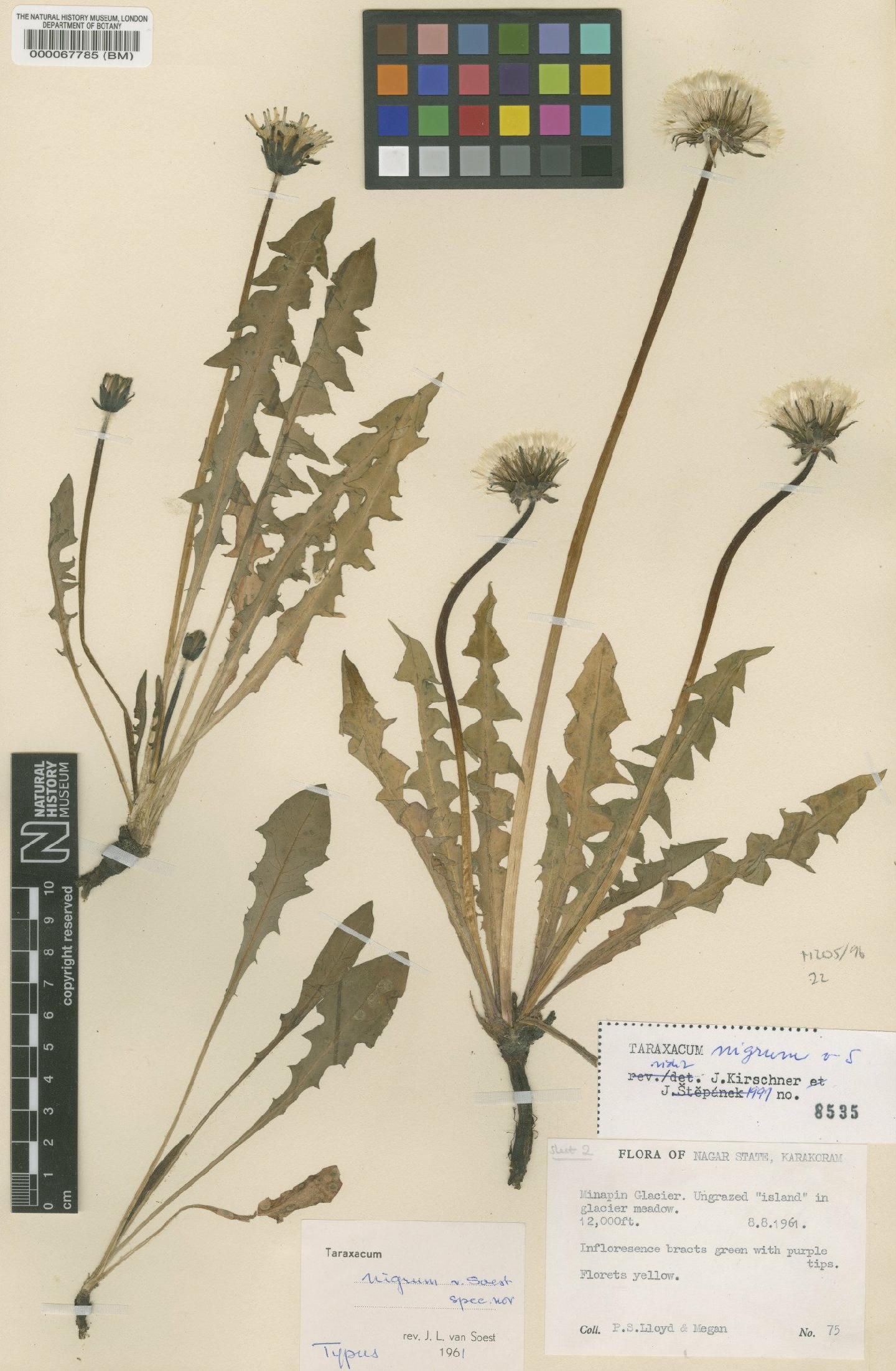 To NHMUK collection (Taraxacum nigrum Soest; Type; NHMUK:ecatalogue:481653)
