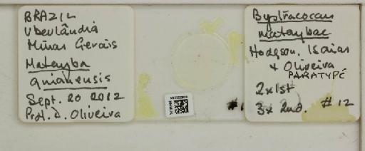 Bystracoccus mataybae Hodgson et al., 2013 - 014321754__