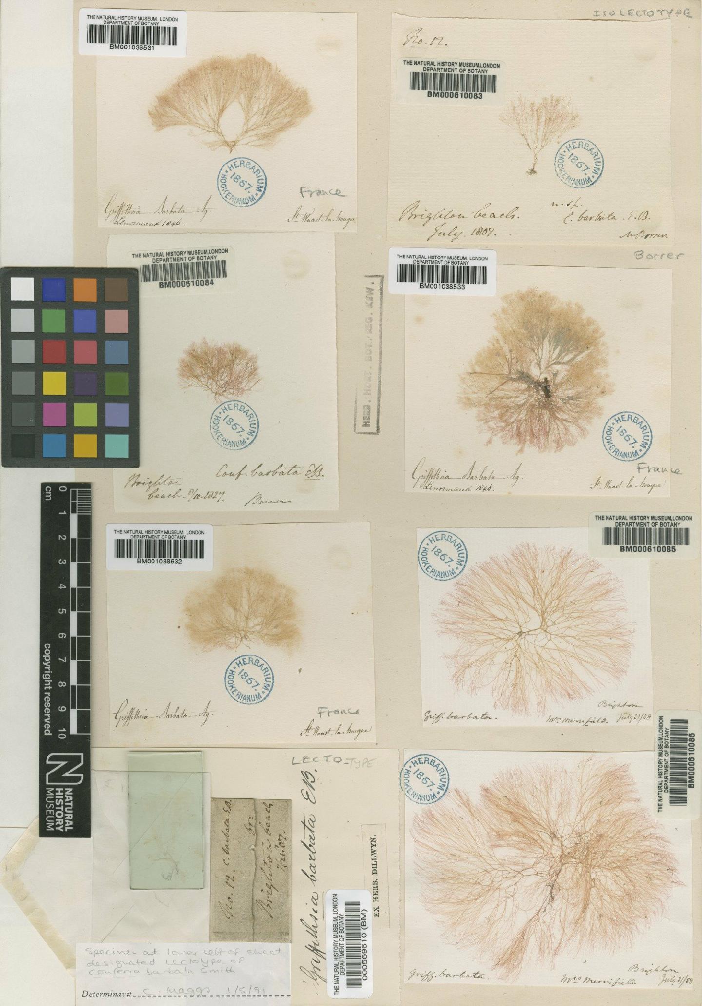 To NHMUK collection (Anotrichium barbatum (J.Agardh) Nägeli; Isolectotype; NHMUK:ecatalogue:4788696)