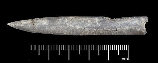 Simpsonibelus expansus (Simpson) - PI CC 1347 - belemnite