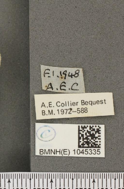 Aphantopus hyperantus ab. hyperantella Strand, 1919 - BMNHE_1045335_label_160