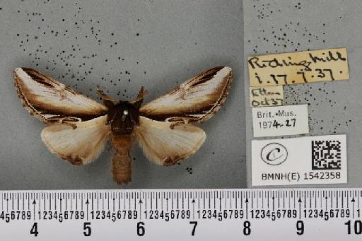 Pheosia gnoma (Fabricius, 1777) - BMNHE_1542358_246082
