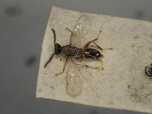 Eulophus cromus Walker, 1839 - Eulophus cromus NHMUK010208801 poss LT