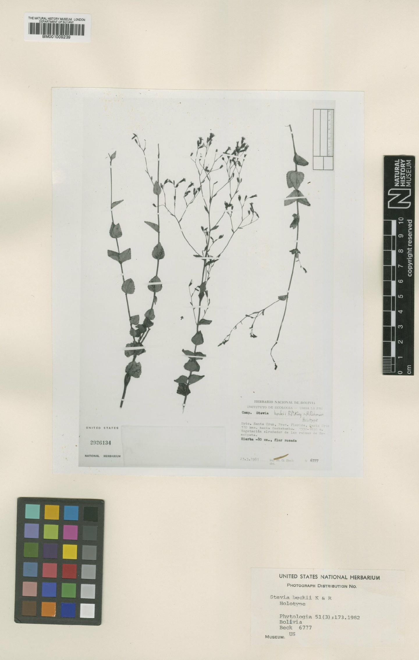 To NHMUK collection (Stevia beckii R.M.King & H.Rob.; Type; NHMUK:ecatalogue:561193)