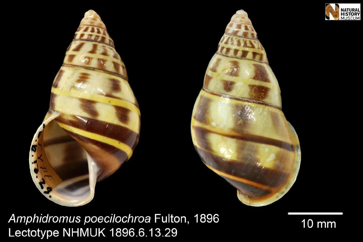 To NHMUK collection (Amphidromus poecilochroa Fulton, 1896; LECTOTYPE; NHMUK:ecatalogue:3076817)
