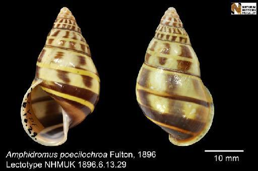 Amphidromus poecilochroa Fulton, 1896 - 1896.6.13.29, LECTOTYPE, Amphidromus poecilochroa Fulton, 1896