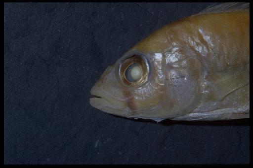 Haplochromis rudolfianus Trewavas, 1933 - Haplochromis rudolfianus; 1933.2.23.163