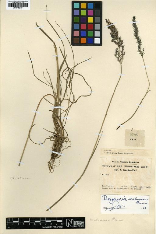 Calamagrostis scabrescens Griseb. - BM001050211