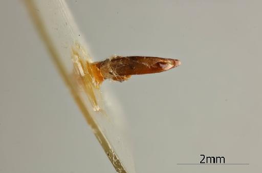 Notiobia aulica (Dejean, 1829) - 013882131_Notiobia_aulica_Dorsal_genitalia_Nontype
