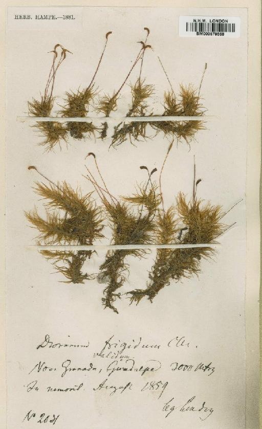 Dicranum frigidum Müll.Hal. - BM000879568