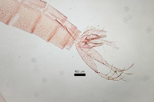 Phlebotomus (Larroussius) perniciosus Newstead - Phlebotomus_perniciosus-010210173-MaleGenitalia_whole_10x_1_6