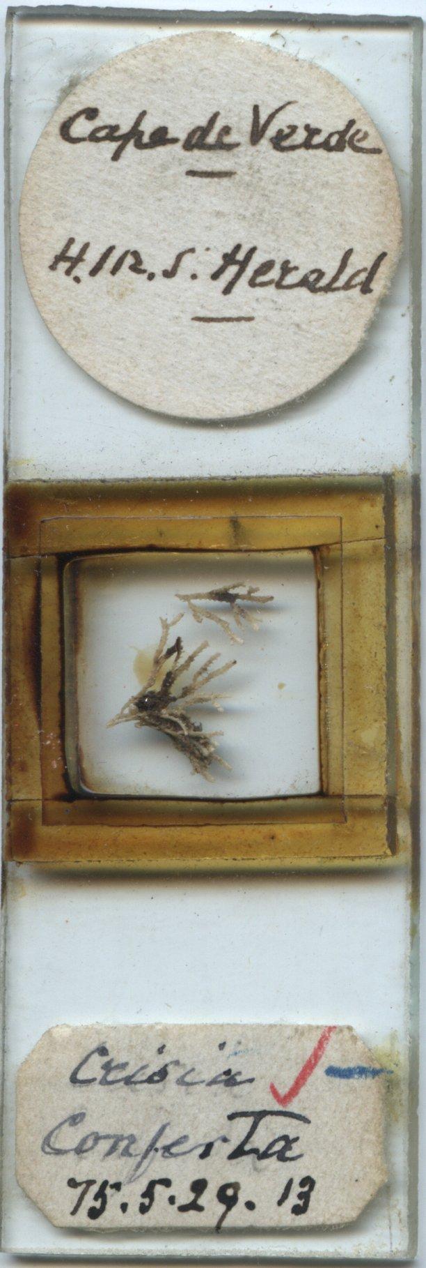 To NHMUK collection (Crisia conferta Busk, 1875; TYPE; NHMUK:ecatalogue:5603554)