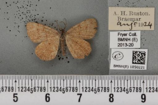 Macaria brunneata (Thunberg, 1784) - BMNHE_1850221_423501