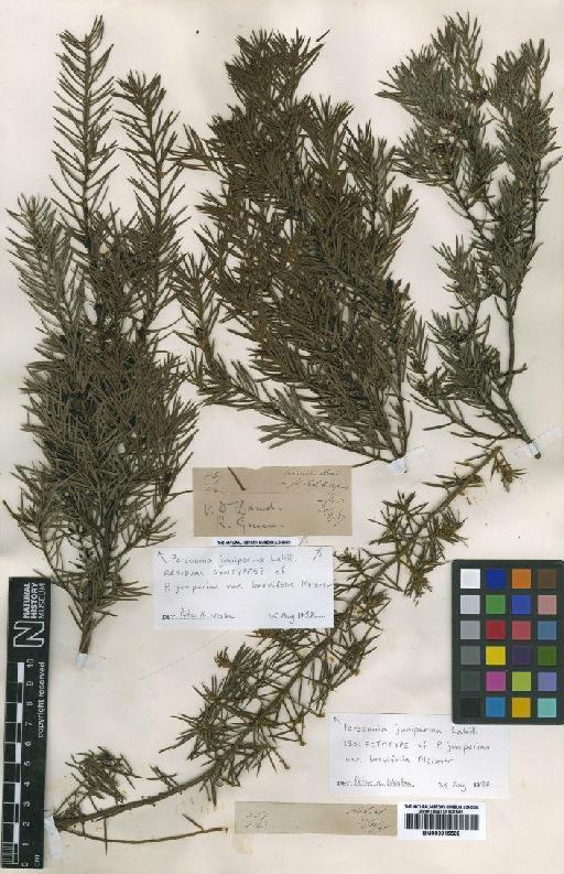 Persoonia juniperina Labill. - BM000915567