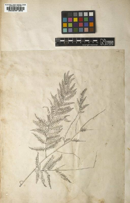 Polypodium arboreum L. - BM000589494