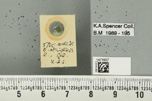 Ophiomyia atriplicis Spencer, 1984 - BMNHE_1471957_47024