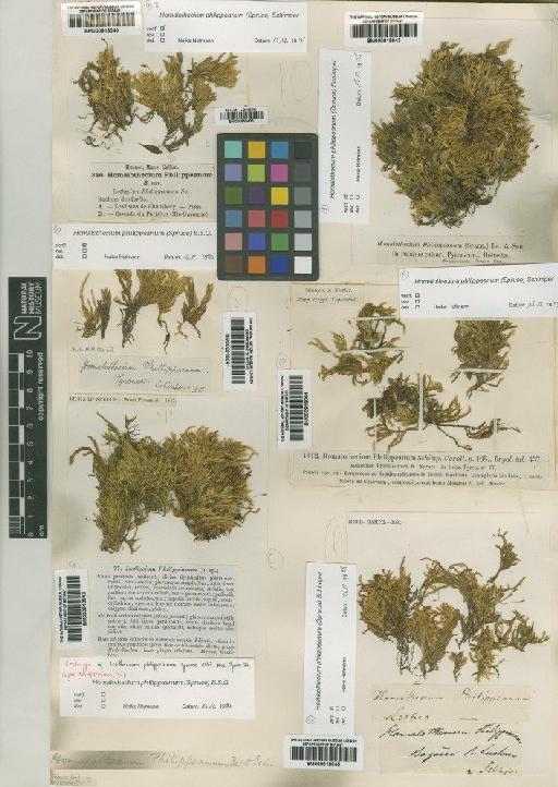 Homalothecium philippeanum (Spruce) Schimp. - BM000918042_a