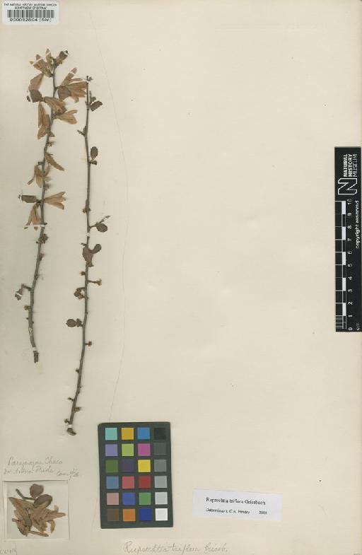 Ruprechtia triflora Griseb. - BM000092804