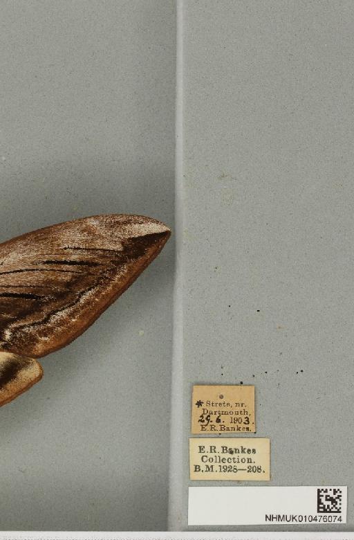 Sphinx ligustri Linnaeus, 1758 - NHMUK_010476074_label_527521