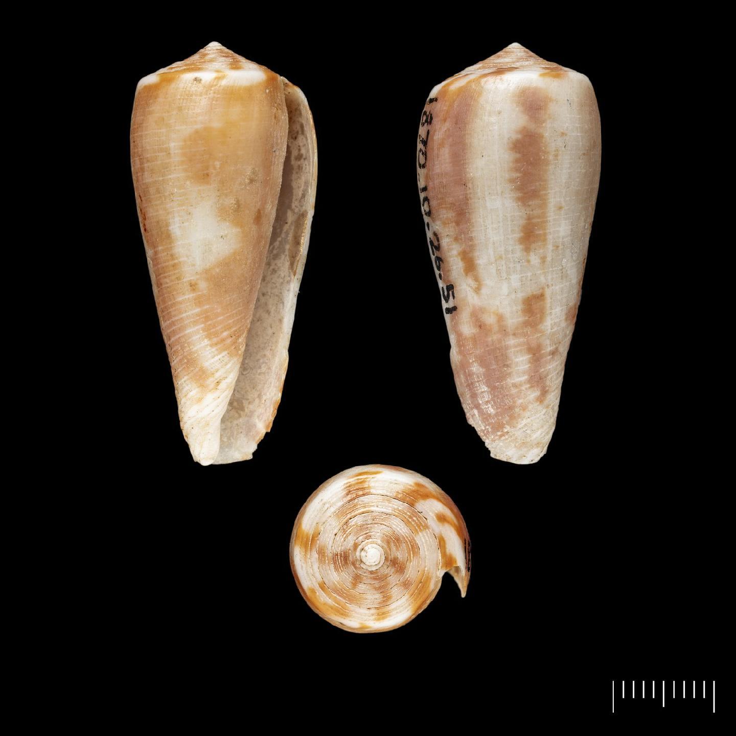 To NHMUK collection (Conus tasmaniae G. B. Sowerby II, 1866; HOLOTYPE; NHMUK:ecatalogue:7825729)