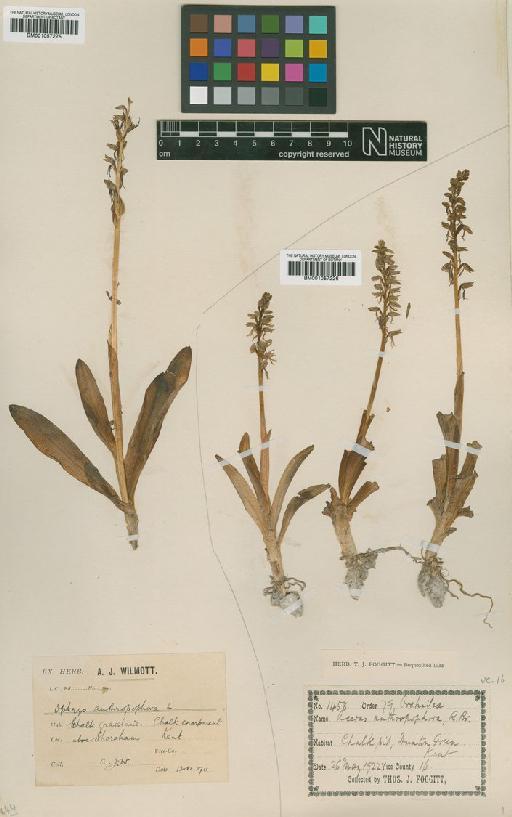 Orchis anthropophora (L.) All. - BM001057225.tif