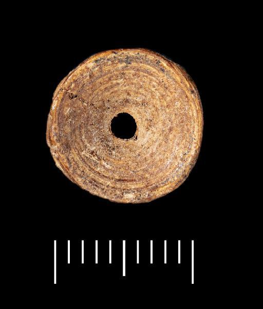 Elasmobranchii Bonaparte, 1838 - NHMUK PV P 76390 Tabun fish vertebra (view 1)