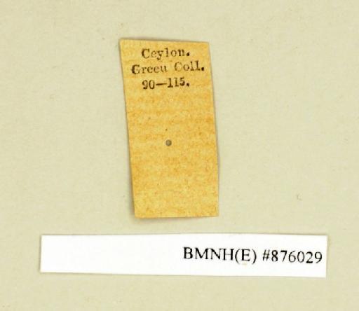 Ancaudellia lobipennis (von Wattenwyl, 1893) - Ancaudellia lobipennis Brunner von Wattenwyl, 1893, female, non type, labels. Photographer: Edward Baker. BMNH(E)#876029