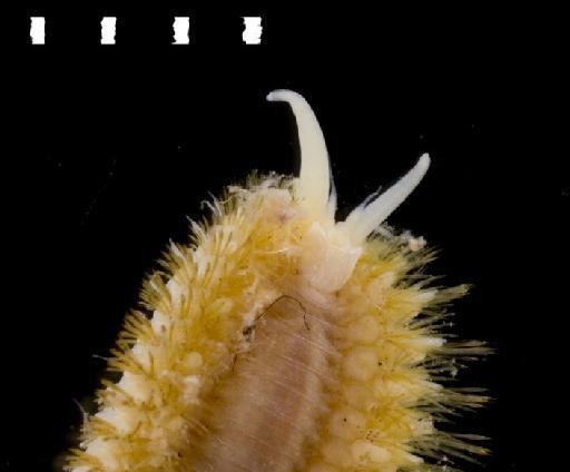 Harmothoe joubini Monro,  1939 - Polychaete type specimen 1941.1.1.16-19 dorsal 2